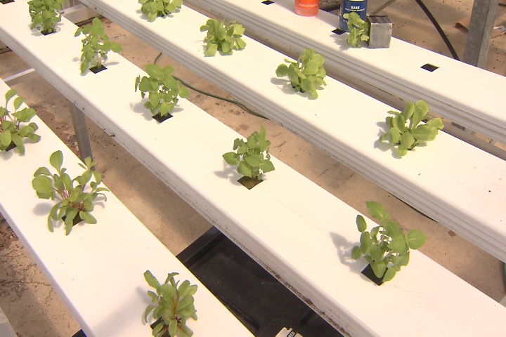 Hydroponic gardening can be rewarding 